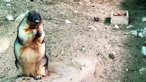Groundhog standing eats in the zoo Video stock 164408250