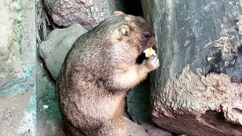 Groundhog standing eats in the zoo Video stock 164408277
