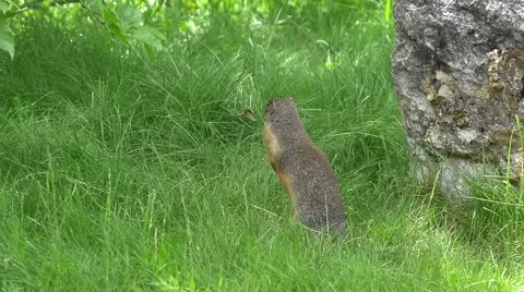 Groundhog standing Stock Footage 54804883