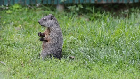 Groundhog Stands Up And Eating Stock Footage 99921732
