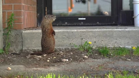 Groundhog summer time on the porch Stock Footage 294170992