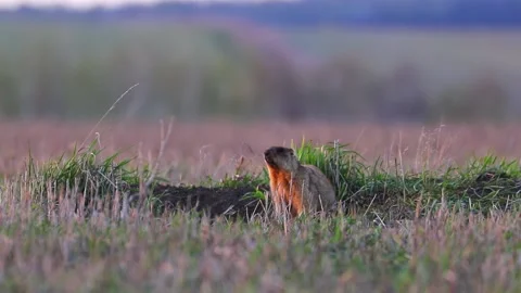 Groundhog at sunset crawled out of a hole and sits on a meadow in national park Stock Footage 169446645