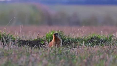 Groundhog at sunset crawled out of a hole and sits on a meadow in national park Video stock 170049203