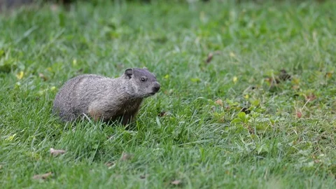 Groundhog walking around  動画素材 99921709