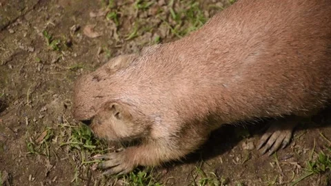 Groundhog (woodchuck) digging a hole in ground Stock Footage 127665201