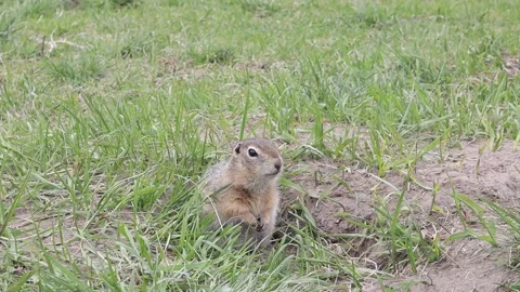 Groundhogs eating while standing and looking Stock Footage 229916704