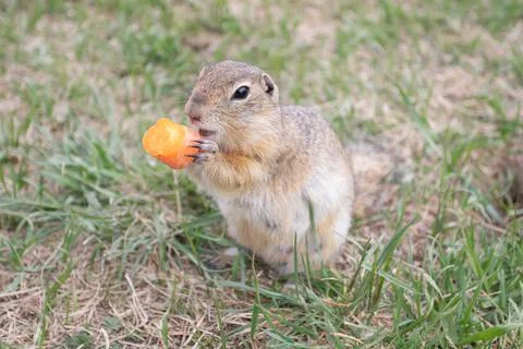 Groundhogs eating while standing and looking Stock Photos