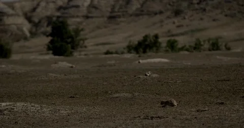 Groundhogs Video stock 83215273