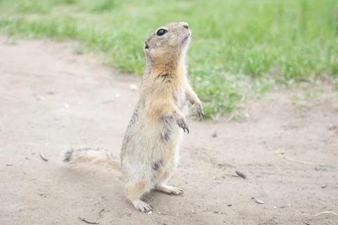 Groundhogs standing and looking on grass. Foto stock