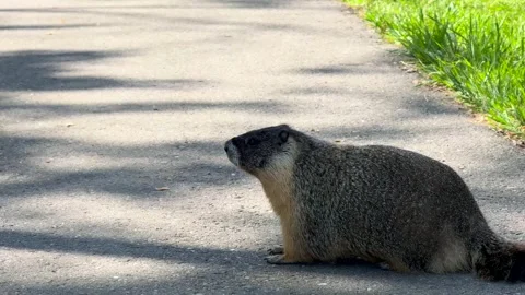 Groundhogs Walking Side by Side in Kamloops, Canada Stock Footage 345179151