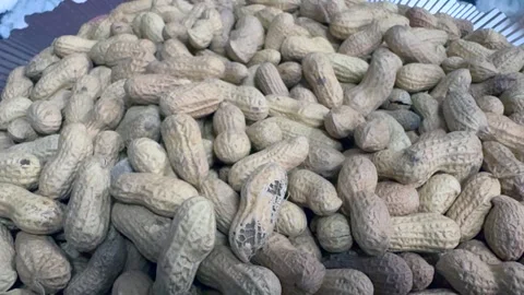 Groundnut and dry fruit Stock Footage 323105494