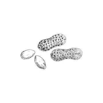 Groundnut and peanut in shell and kernels isolated Stock Illustration