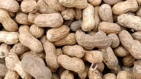 Groundnut Stock Footage 201606192