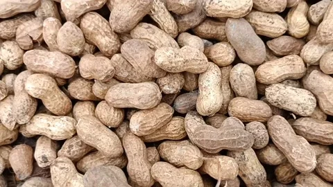 Groundnut harvested Stock Footage 201606207