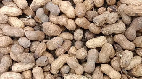 Groundnut harvested Stock Footage 201606265