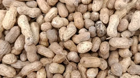 Groundnut harvested Stock Footage 201606273