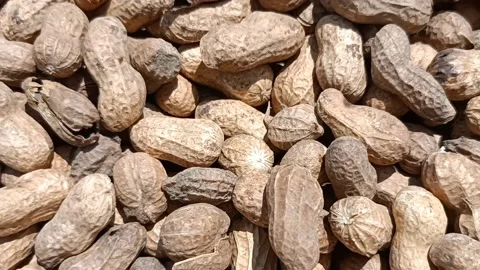 Groundnut harvested Stock Footage 202603629