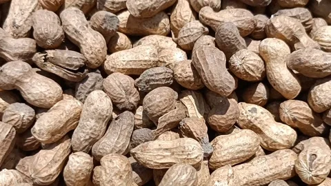 Groundnut harvested Stock Footage 202603630