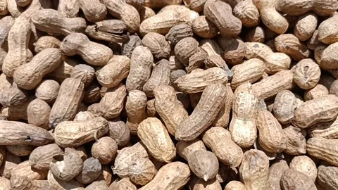 Groundnut harvested Stock Footage 202603632