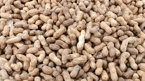 Groundnut harvested Legume Stock Footage 203845933