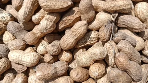 Groundnut harvested legumes Stock Footage 202603824