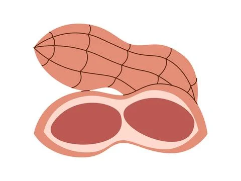 Groundnut with open nutshell dry snack salted taste healthy nutrition natur.. Stock Illustration