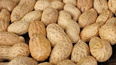 Groundnut peanut peanuts with nutshell peanut shell groundnuts Stock Footage 110616631