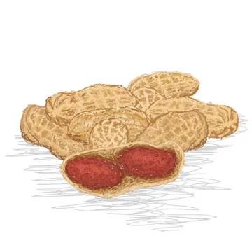 Groundnuts Stock Illustration