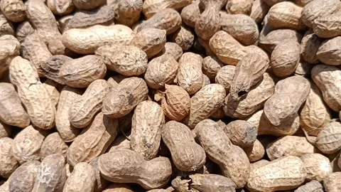 Groundnuts legume Stock Footage 202603663