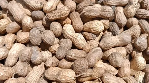Groundnuts legume with shell Stock Footage 202603670
