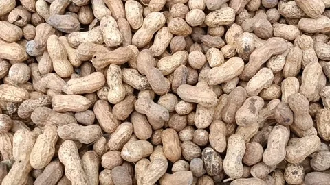 Groundnuts or peanuts or monkeynuts Stock Footage 201606275