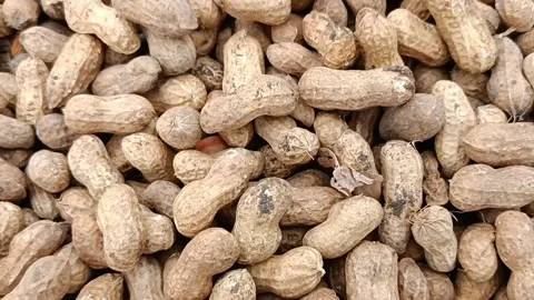 Groundnuts peanuts harvested beans Stock Footage 203845940