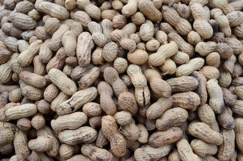 Groundnuts 스톡 사진