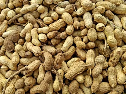 Groundnuts 스톡 사진