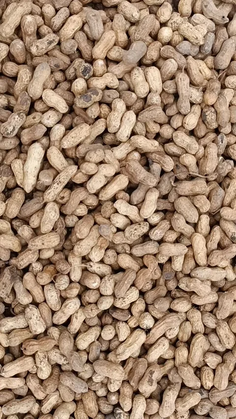 Groundnuts shell Stock Footage 201606226