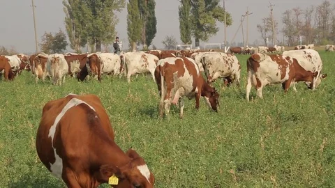 The grounds were turned to dairy Stock Footage 73953460