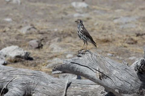 Groundscraper thrush standing on branch Foto stock