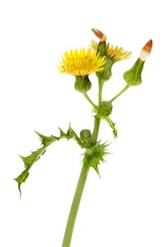Groundsel Stock Photos
