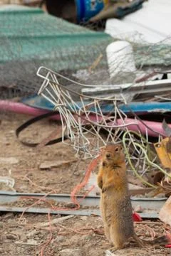 Groundsquirrel on junkyard Foto stock