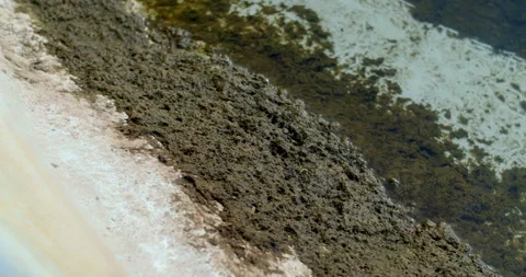 Groundwater stored in a pond develops algae and debris, showing water quality. Stock Footage 323259537