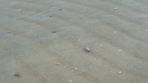 Group of 10 Hermit Crabs Moving Along the Beach at Low Tide Stock Footage 309070792