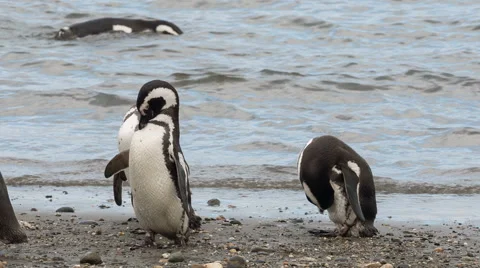 A group of 3 Magellanic penguin on the beach at Otway Sound Penguin Colony 動画素材 63292648