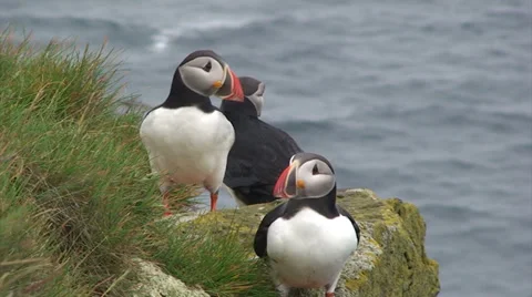 Group of 3 puffins on a cliff, one flaps wings Stock Footage 37299243