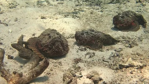 A group of 3 stonefishs Stock Footage 119694025