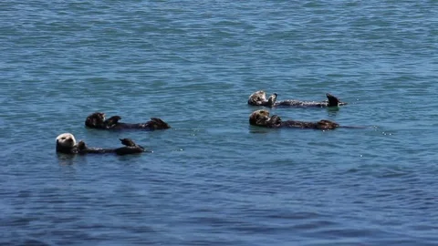Group of 4 CA Sea Otter Floating Cleaning and one doing sit ups Stock Footage 78623196