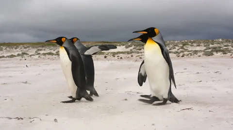 A group of 4 King penguins walking on the beach. Vidéo 58237659