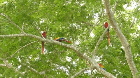 Group of 4 Macaw parrots with half of them flying away and two remain Stock Footage 95602578
