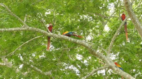 Group of 4 Macaw parrots with half of them flying away and two remain - 24fps 스톡 동영상 104124426
