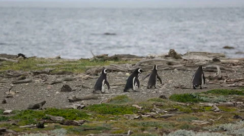 A group of 4 Magellanic penguin on the beach at Otway Sound Penguin Colony Stock Footage 63442410