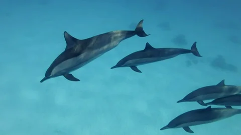 Group of 5 Spinner dolphins (Stenella longirostris) swim over sandy bottom. Stock Footage 104902805